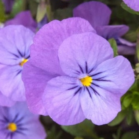 Meet your Posher, Sienna - Picture 1 of 2